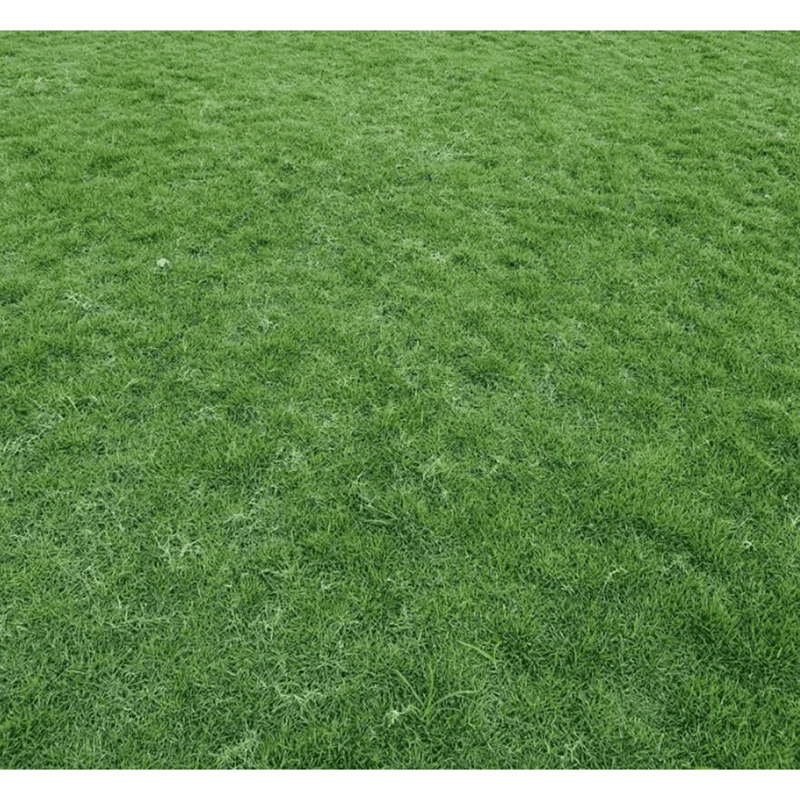 Emerald Zoysia Grass Seeds - 1,000 Count for Lush Lawn - Warm Season Grass - Image 6