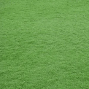 Emerald Zoysia Grass Seeds - 1,000 Count for Lush Lawn - Warm Season Grass - Image 1