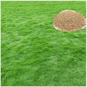 Emerald Zoysia Grass Seeds - 100,000 Seeds for Lush Lawn - Image 4