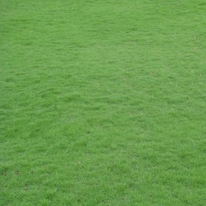 Emerald Zoysia Grass Seeds - 100,000 Seeds for Lush Lawn - Image 1