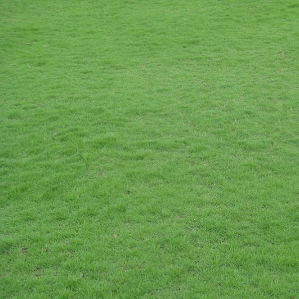 Emerald Zoysia Grass Seeds - 100,000 Seeds for Lush Lawn - Image 1