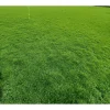 Emerald Zoysia Grass Seeds – 12,000 Count for Lush Lawns - Image 1