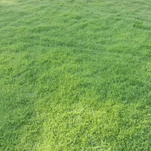 Emerald Zoysia Grass Seeds – 5000 Seeds – Warm Season Lawn - Image 4