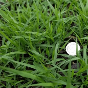 Emerald Zoysia Grass Seeds - 5,000 Zoysia Japonica Seeds for Lawn - Image 2