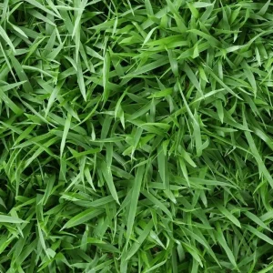 Emerald Zoysia Grass Seeds - 5,000 Zoysia Japonica Seeds for Lawn - Image 3