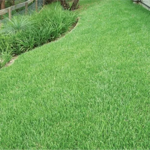 Emerald Zoysia Grass Seeds - 5,000 Zoysia Japonica Seeds for Lawn - Image 4