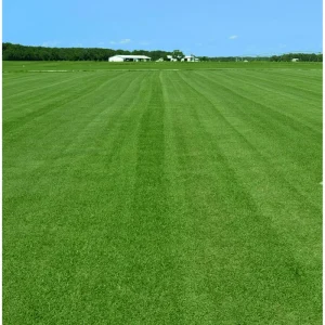 Emerald Zoysia Grass Seeds - 5,000 Zoysia Japonica Seeds for Lawn - Image 5