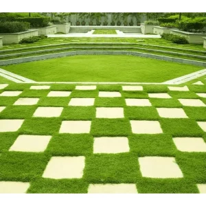 Emerald Zoysia Grass Seeds - 5,000 Zoysia Japonica Seeds for Lawn - Image 1