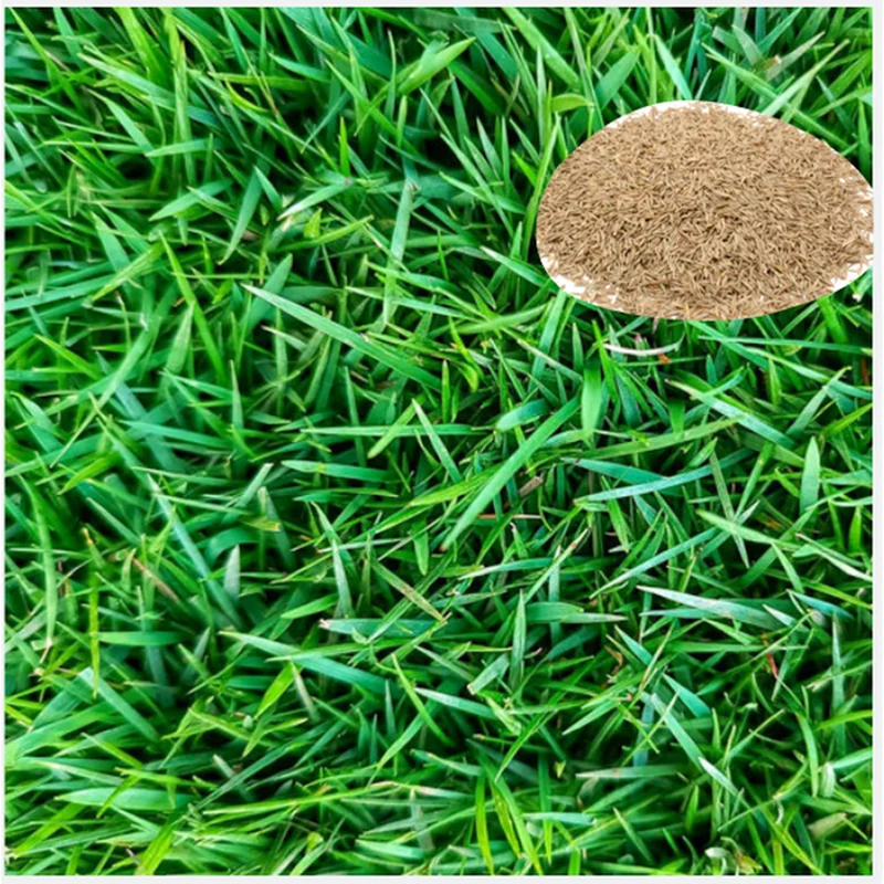 Emerald Zoysia Grass Seeds for Lawn - 1/4 Lb - Tolerant, Fine-Textured - Image 5