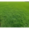 Emerald Zoysia Grass Seeds for Lawn - 1/4 Lb - Tolerant, Fine-Textured - Image 1