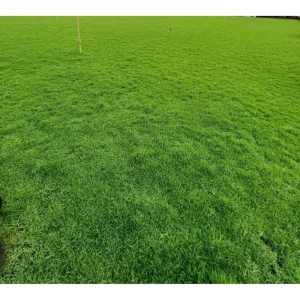 Emerald Zoysia Grass Seeds for Lawn - 1/4 Lb - Tolerant, Fine-Textured - Image 1