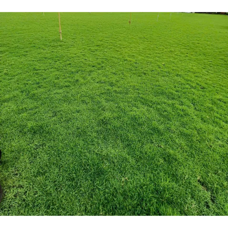 Emerald Zoysia Grass Seeds for Lawn - 1/4 Lb - Tolerant, Fine-Textured - Image 1