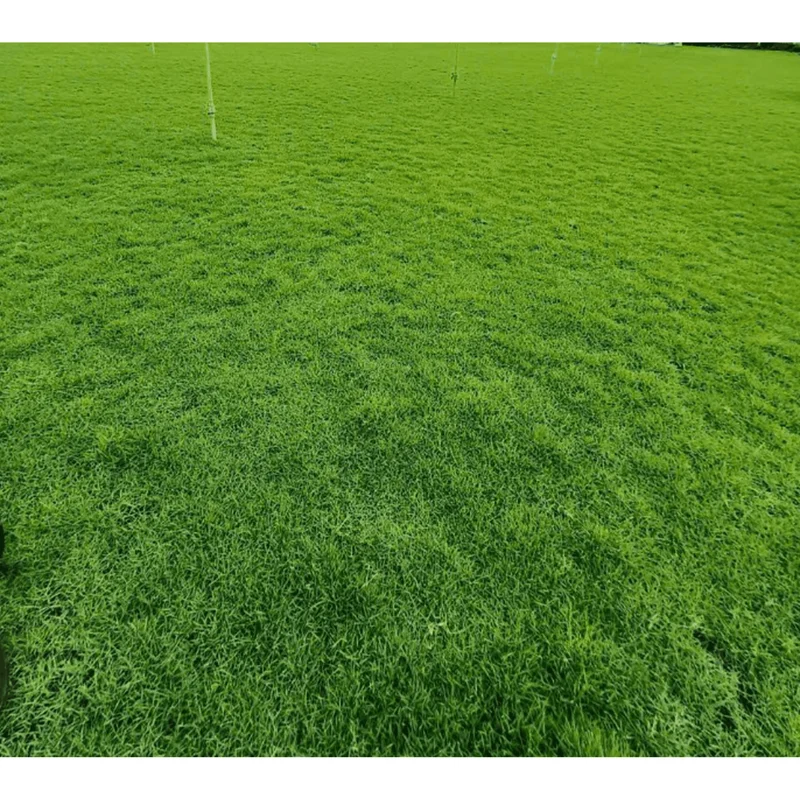 Emerald Zoysia Grass Seeds for Lawn - 8,000 Count - Image 5