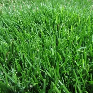 Emerald Zoysia Grass Seeds - Premium Lawn Turf, Drought & Heat Tolerant, Perennial - Image 2