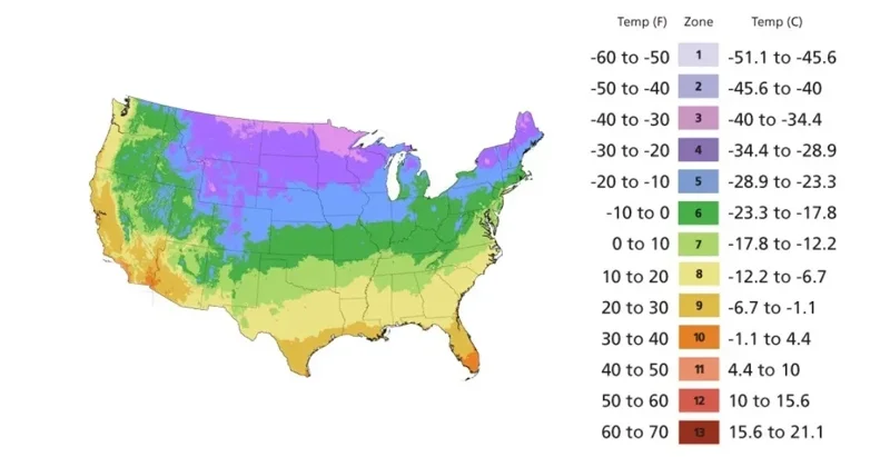 Emerald Zoysia Grass Seeds - Premium Lawn Turf, Drought & Heat Tolerant, Perennial - Image 5
