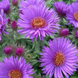 England Aster Lavender Live Plant Plug, 2-6 Inch Tall, Hardy Perennial Flower - Image 2