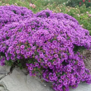 England Aster Lavender Live Plant Plug, 2-6 Inch Tall, Hardy Perennial Flower - Image 4