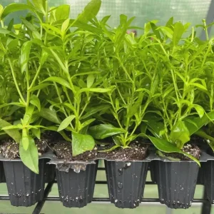 England Aster Lavender Live Plant Plug, 2-6 Inch Tall, Hardy Perennial Flower - Image 6