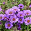 England Aster Lavender Live Plant Plug, 2-6 Inch Tall, Hardy Perennial Flower - Image 1