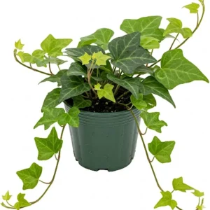 English Ivy Live Plant – Classic Trailing Houseplant – 4 Inch Pot – Indoor/Outdoor - Image 2