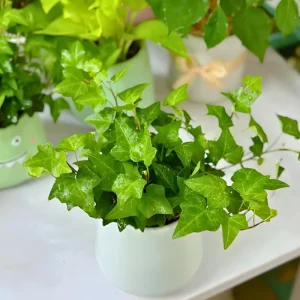 English Ivy Live Plant – Classic Trailing Houseplant – 4 Inch Pot – Indoor/Outdoor - Image 3