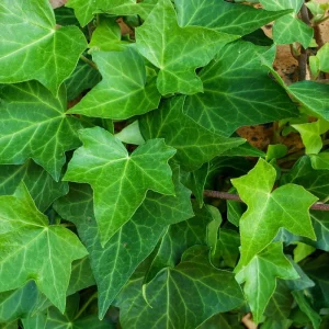 English Ivy Live Plant – Classic Trailing Houseplant – 4 Inch Pot – Indoor/Outdoor - Image 4