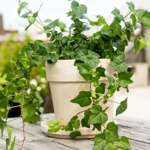 English Ivy Live Plant – Classic Trailing Houseplant – 4 Inch Pot – Indoor/Outdoor - Image 5