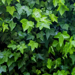 English Ivy Live Plant – Classic Trailing Houseplant – 4 Inch Pot – Indoor/Outdoor - Image 6