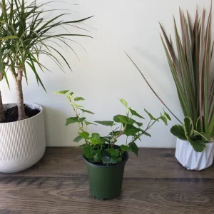 English Ivy Live Plant - Hedera helix Vine, 4 or 6 Inch Pot, Indoor/Outdoor - Image 2