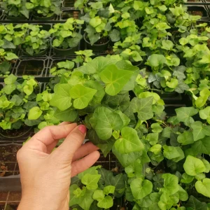 English Ivy Live Plant - Hedera helix Vine, 4 or 6 Inch Pot, Indoor/Outdoor - Image 3