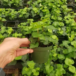 English Ivy Live Plant - Hedera helix Vine, 4 or 6 Inch Pot, Indoor/Outdoor - Image 4