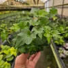 English Ivy Live Plant - Hedera helix Vine, 4 or 6 Inch Pot, Indoor/Outdoor - Image 1
