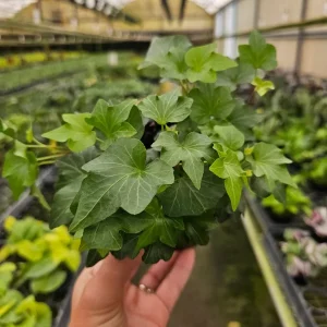 English Ivy Live Plant - Hedera helix Vine, 4 or 6 Inch Pot, Indoor/Outdoor - Image 1