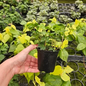 English Ivy Live Plant - Hedera helix Vine, 4 or 6 Inch Pot, Indoor/Outdoor - Image 5