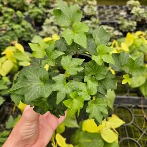 English Ivy Live Plant - Hedera helix Vine, 4 or 6 Inch Pot, Indoor/Outdoor - Image 6