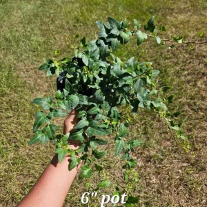 English Ivy Live Plant - Hedera helix Vine, 4 or 6 Inch Pot, Indoor/Outdoor - Image 7