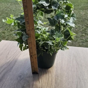 English Ivy Live Plant Topiary Bird Cage, 6 Inch Pot, Indoor Houseplant - Image 2