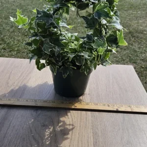 English Ivy Live Plant Topiary Bird Cage, 6 Inch Pot, Indoor Houseplant - Image 3