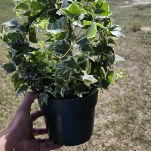 English Ivy Live Plant Topiary Bird Cage, 6 Inch Pot, Indoor Houseplant - Image 4