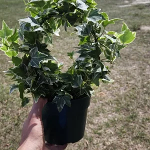 English Ivy Live Plant Topiary Bird Cage, 6 Inch Pot, Indoor Houseplant - Image 5