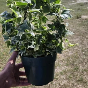 English Ivy Live Plant Topiary Bird Cage, 6 Inch Pot, Indoor Houseplant - Image 6