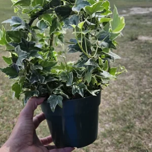 English Ivy Live Plant Topiary Bird Cage, 6 Inch Pot, Indoor Houseplant - Image 7