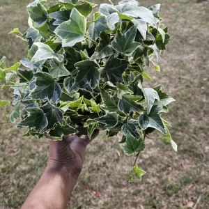 English Ivy Live Plant Topiary Bird Cage, 6 Inch Pot, Indoor Houseplant - Image 8