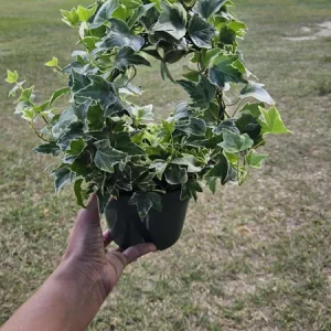 English Ivy Live Plant Topiary Bird Cage, 6 Inch Pot, Indoor Houseplant - Image 9