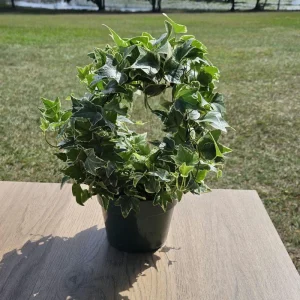 English Ivy Live Plant Topiary Bird Cage, 6 Inch Pot, Indoor Houseplant - Image 1