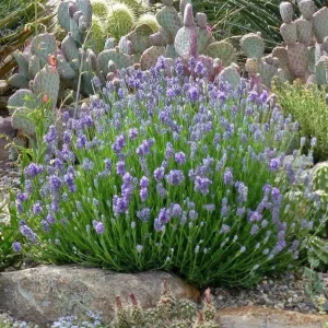 English Lavender Live Plant - 2-5 inch Tall - 3 inch Pot - Lavandula angustifolia - Fragrant Purple Herb - Image 2