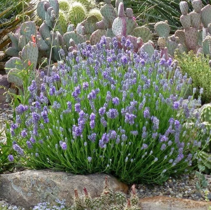 English Lavender Live Plant - 2-5 inch Tall - 3 inch Pot - Lavandula angustifolia - Fragrant Purple Herb - Image 2
