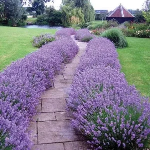 English Lavender Live Plant - 2-5 inch Tall - 3 inch Pot - Lavandula angustifolia - Fragrant Purple Herb - Image 3