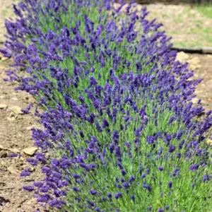 English Lavender Live Plant - 2-5 inch Tall - 3 inch Pot - Lavandula angustifolia - Fragrant Purple Herb - Image 4