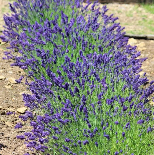 English Lavender Live Plant - 2-5 inch Tall - 3 inch Pot - Lavandula angustifolia - Fragrant Purple Herb - Image 4